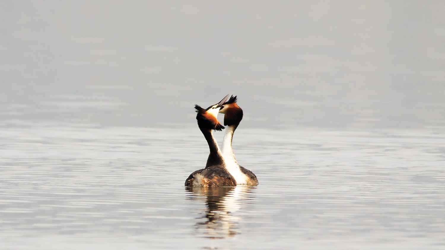 Great Crested Grebe